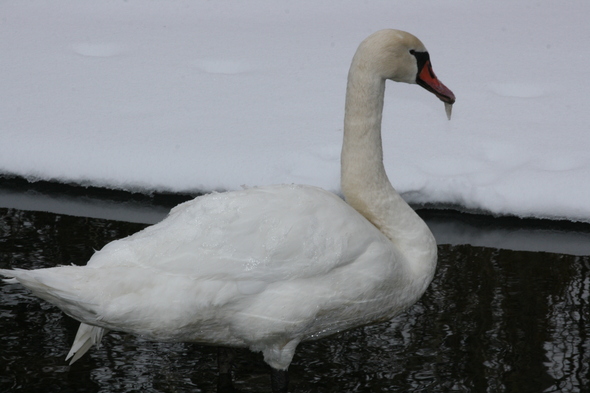 Mill Pond mute swan 2 1-29-11.JPG